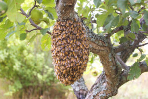 Bee swarm