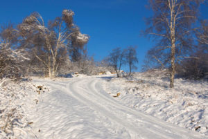 Morninglory in winter