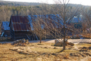 Barns behind the nut orchard