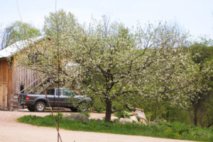 Cider barn and blooming apple tree