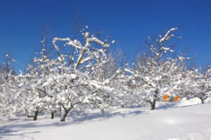 Pear orchard in winter