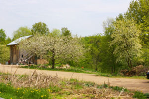 Cider barn and flowering apple tree