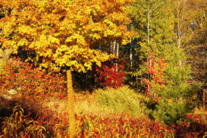 Morninglory fall view