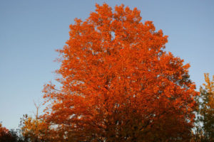 Morninglory fall view